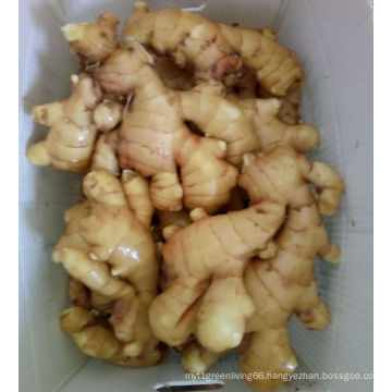 China High Quality Ginger with Factory Price